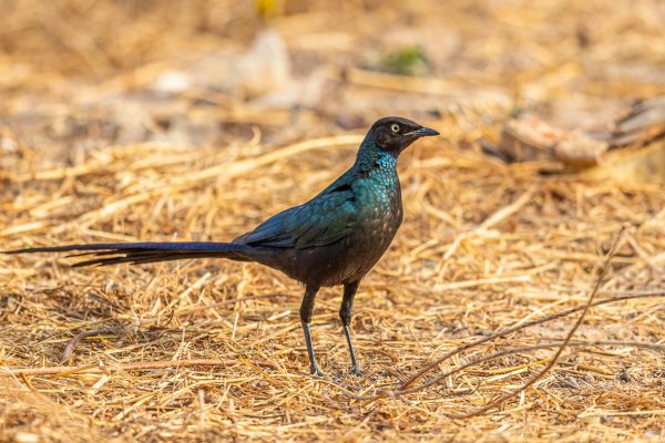  Groene Langstaartglansspreeuw