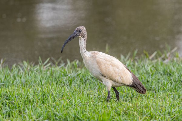 Heilige Ibis
