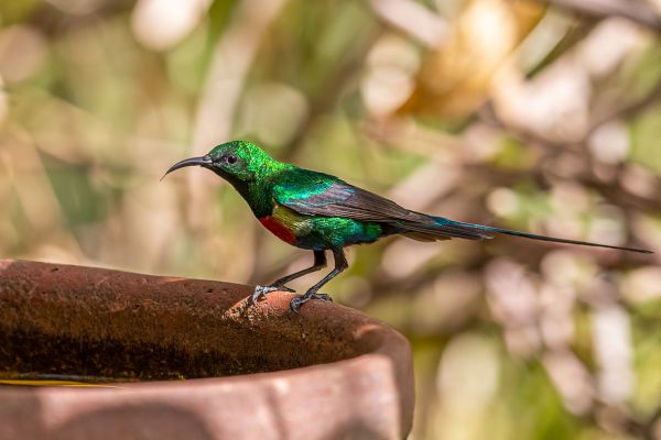 Olijfbuikhoningzuiger 