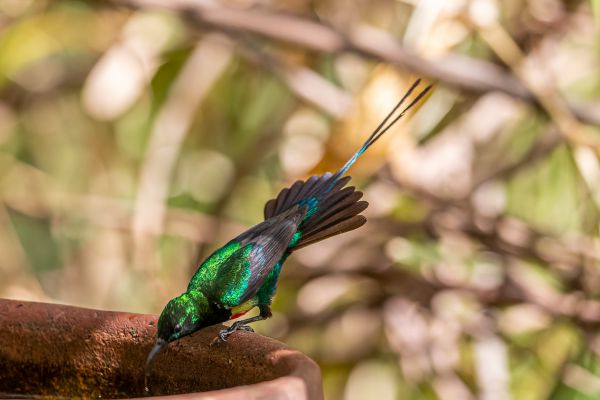 Olijfbuikhoningzuiger 