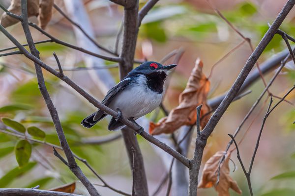 Bruinkeellelvliegenvanger