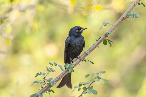 Treurdrongo