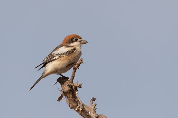 Woodchat Shrike