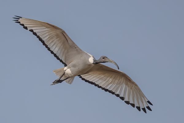 Heilige Ibis (Afrikaanse)