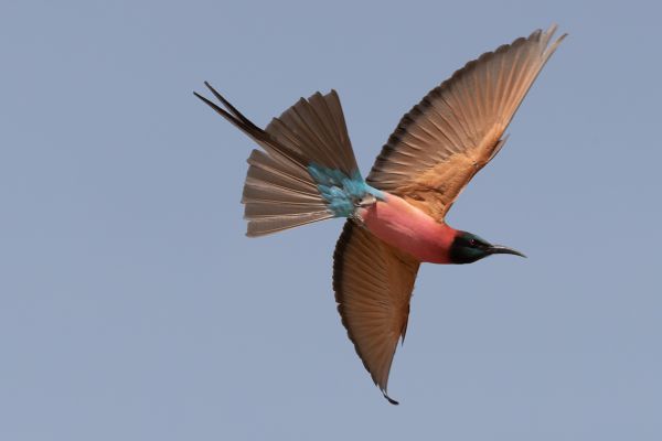 Noordelijke Karmijnrode Bijeneter