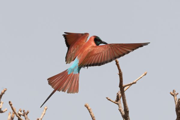 Noordelijke Karmijnrode Bijeneter