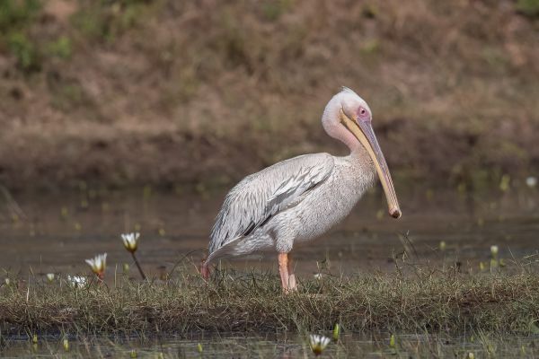 Great White Pelican