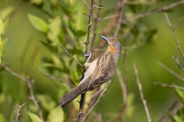 Gambiapoederdonsklauwier