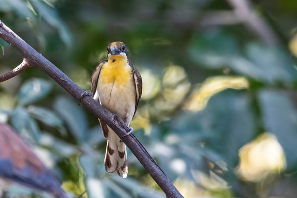 Grote Honingspeurder