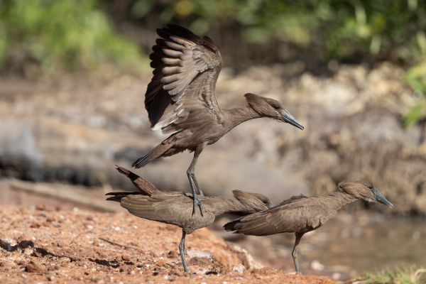 Hamerkop