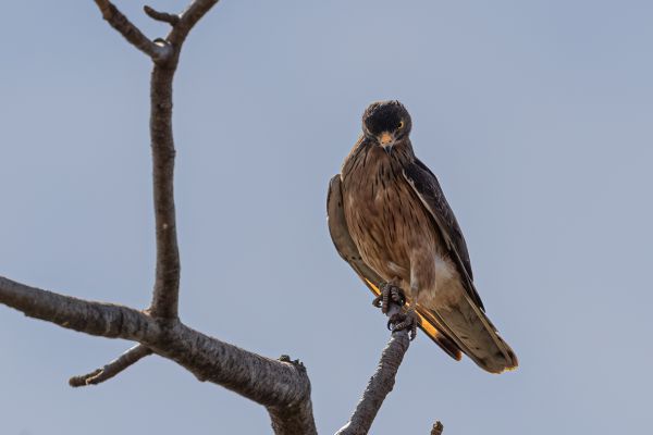 Sprinkhaanbuizerd