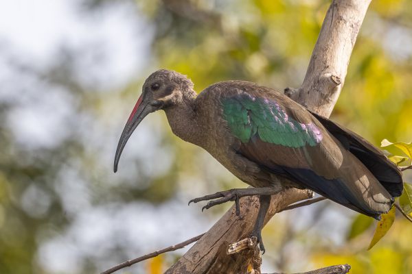 Hadada Ibis