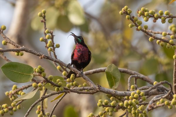 Roodborsthoningzuiger
