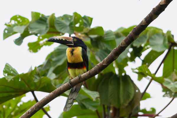 Halsband-arassari (torquatus groep)