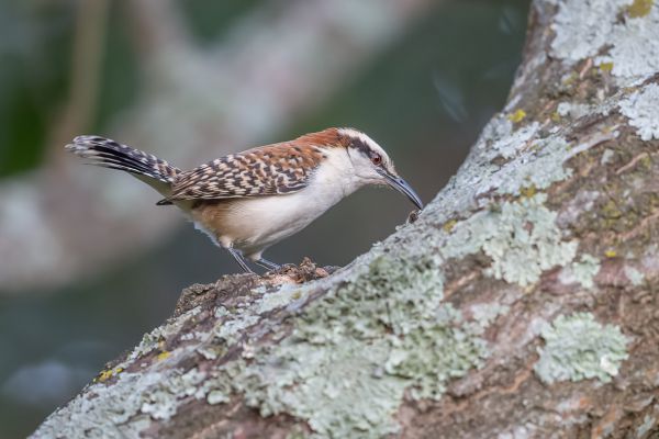 Roodnek-winterkoning (rufinucha)