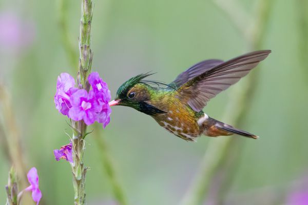 Zwartkuifkoketkolibrie