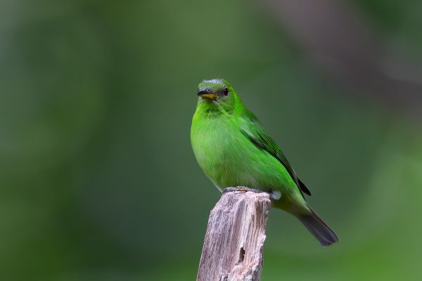 Groene Suikervogel