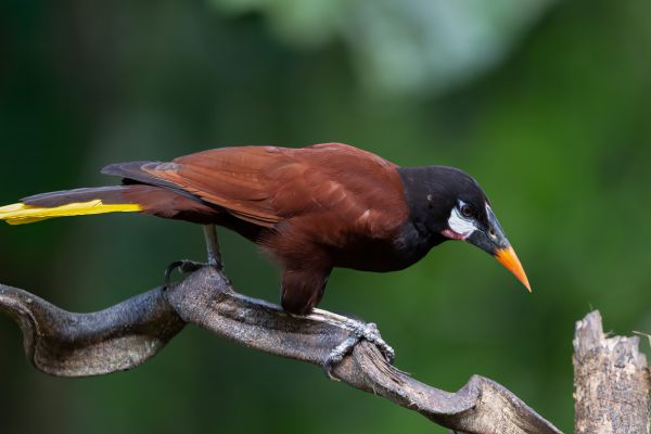 Montezumaoropendola