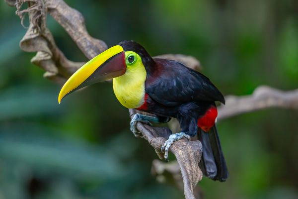 Zwartsnaveltoekan (swainsonii)