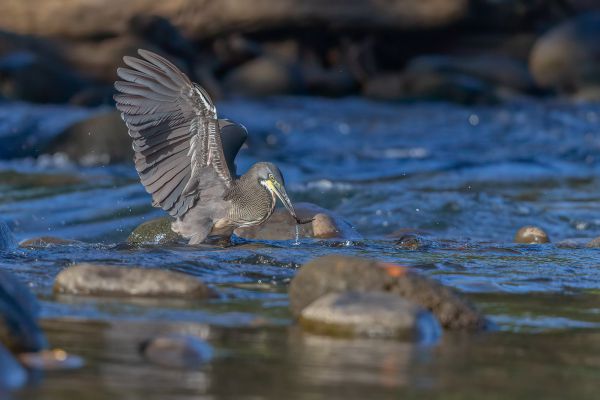 Gestreepte Tijgerroerdomp