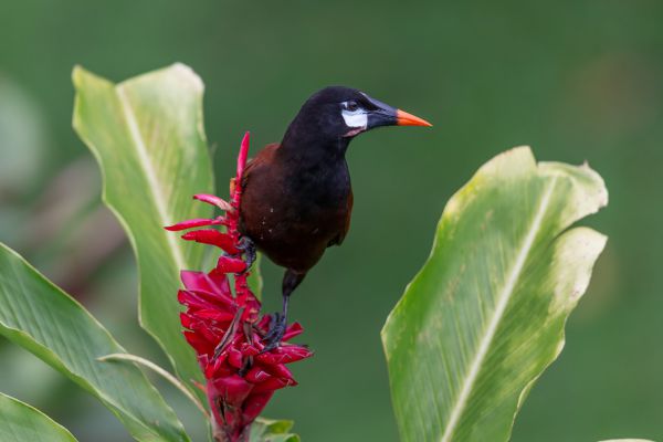 Montezumaoropendola