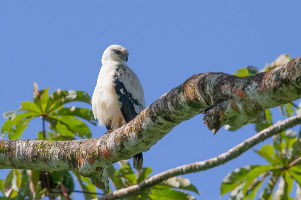Amerikaanse Grijze Wouw
