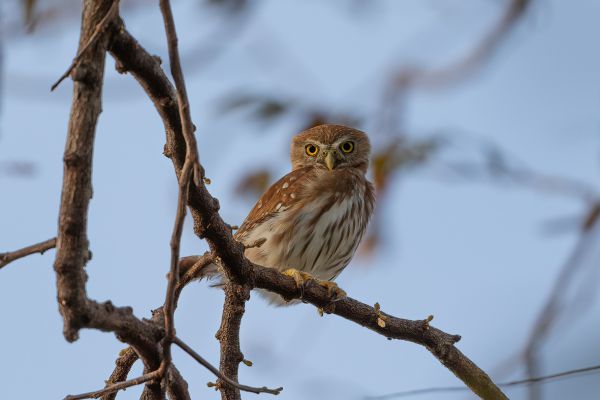 Costaricaanse Dwerguil