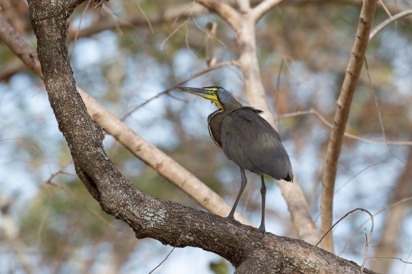 Gestreepte Tijgerroerdomp