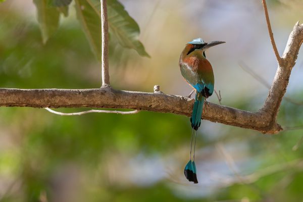 Wenbrauwmotmot
