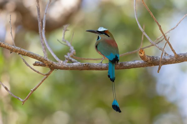 Wenbrauwmotmot