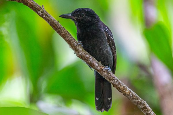 Zwartkapmierklauwier