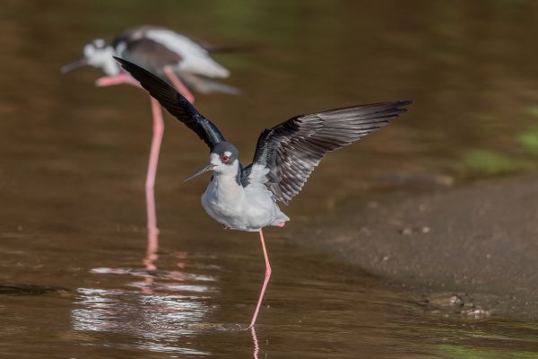 Amerikaanse Steltkluut