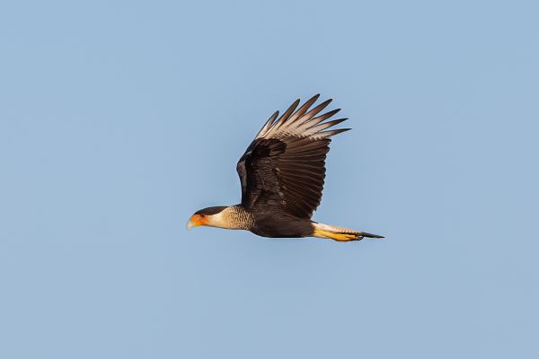 Noordelijke Kuifcaracara