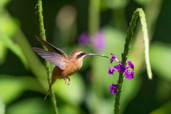 Kleine Streepkeelheremietkolibrie