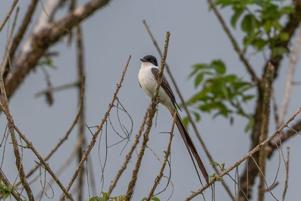 Vorkstaartkoningstiran