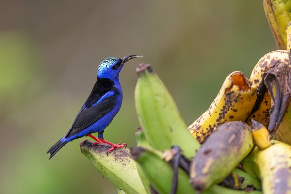 Blauwe Suikervogel