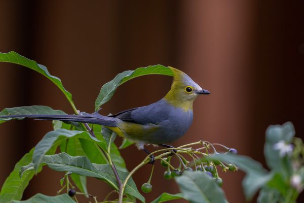 Langstaartzijdevliegenvanger