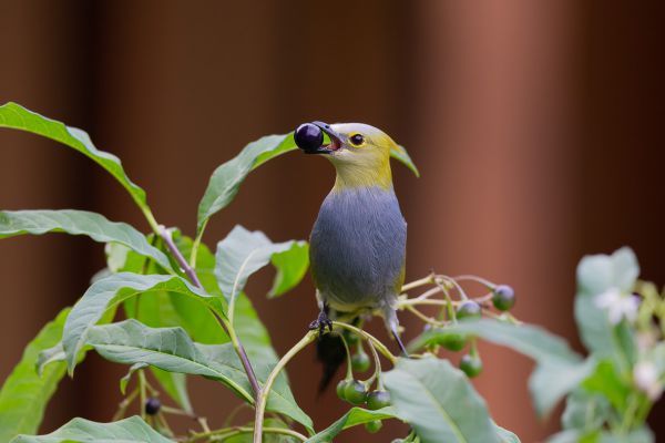 Langstaartzijdevliegenvanger