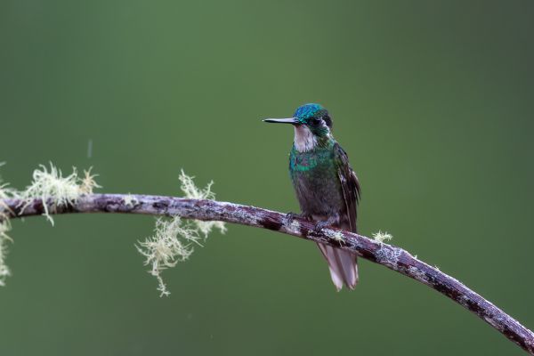 Roodbuikjuweelkolibrie