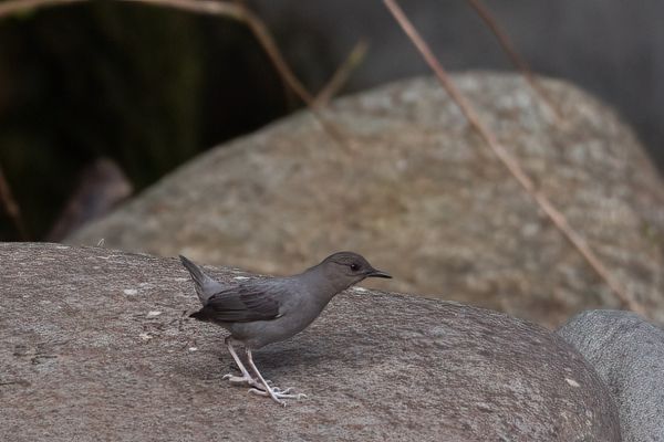 Noord-Amerikaanse Waterspreeuw