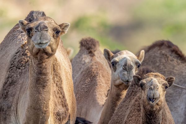 Dromedarus