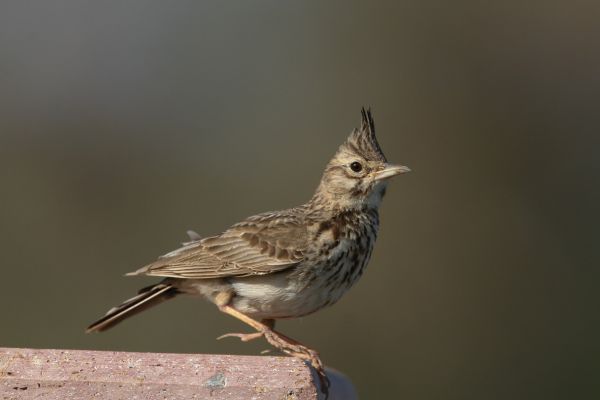 Crested Lark