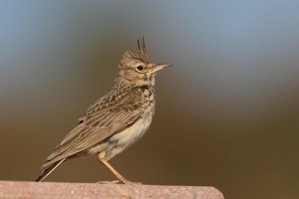 Crested Lark