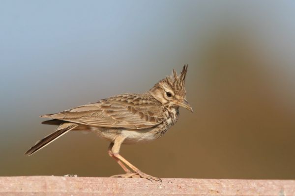 Crested Lark