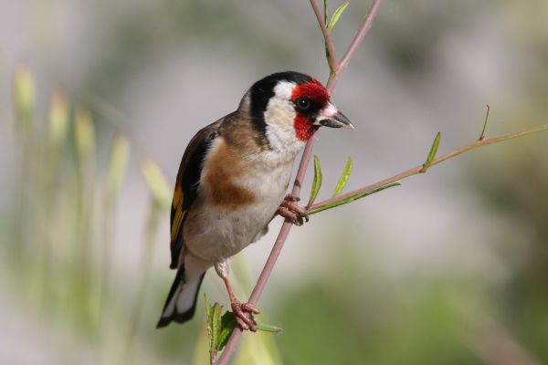 European Goldfinch