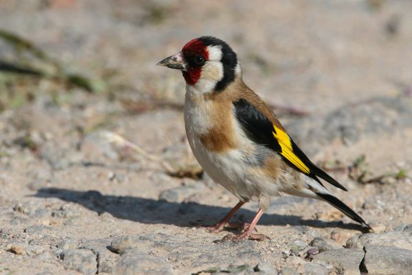 European Goldfinch