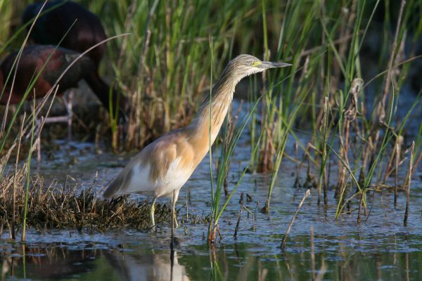 Squacco Heron
