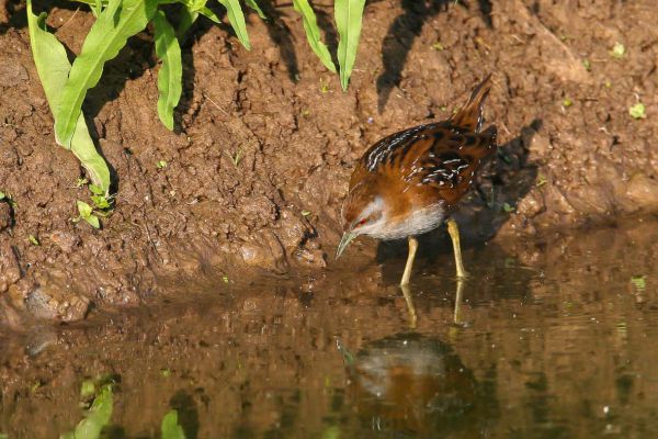 Little Crake