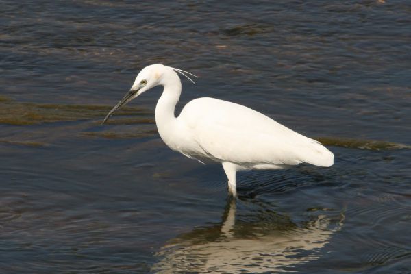 Little Egret