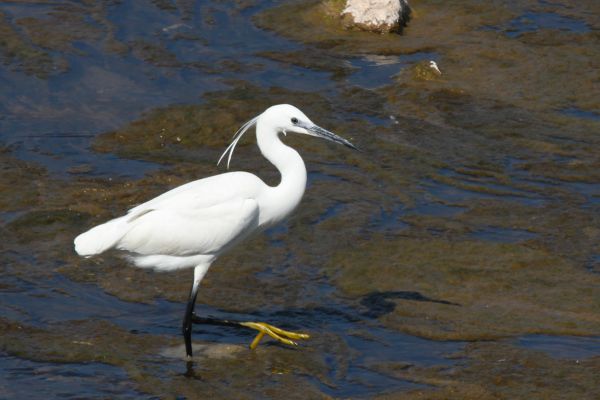 Little Egret